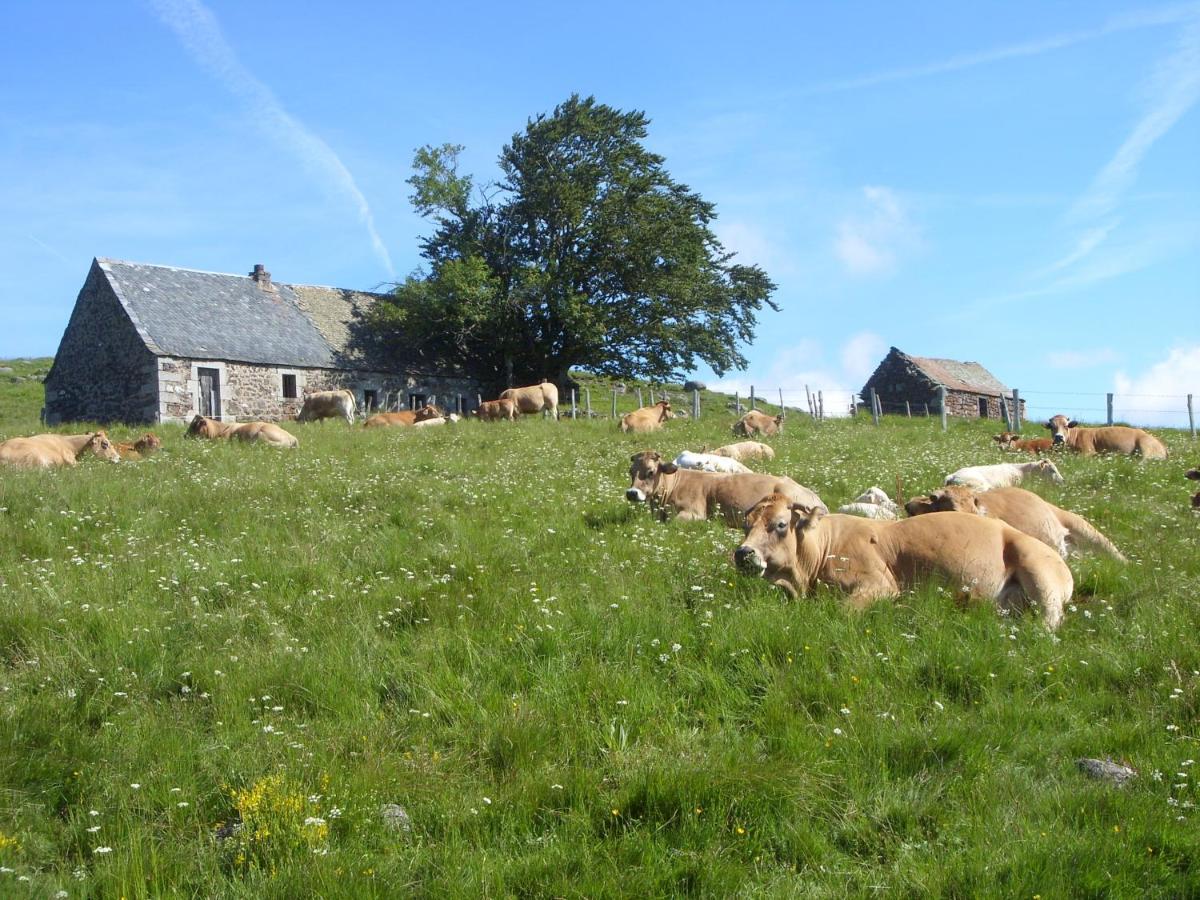 Chambres D'Hotes Le Lepadou-Bas Saint-Chely-d'Aubrac Luaran gambar